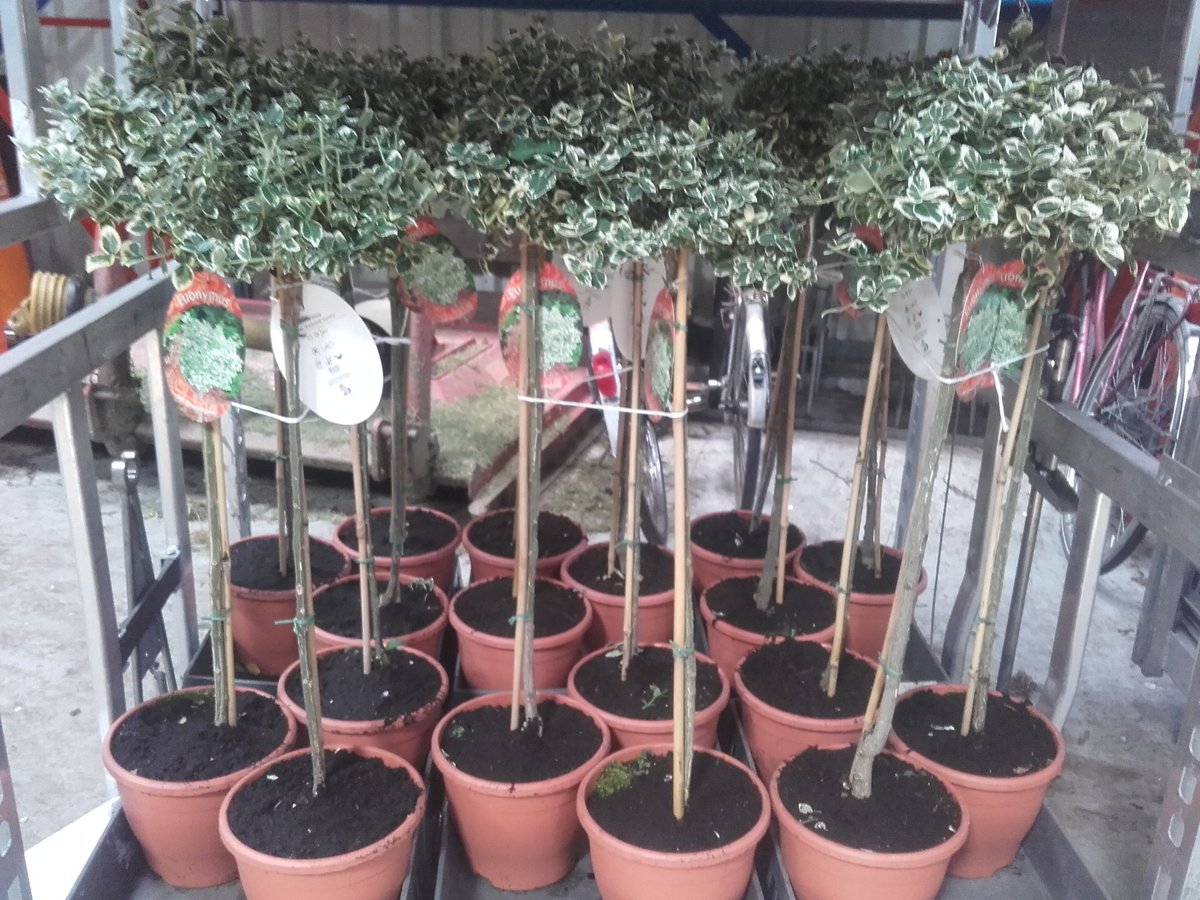 We hebben weer leuke handel beschikbaar via de klokvoorverkoop. Onder andere dit: <a href="/FloraMondo/">FloraMondo</a>