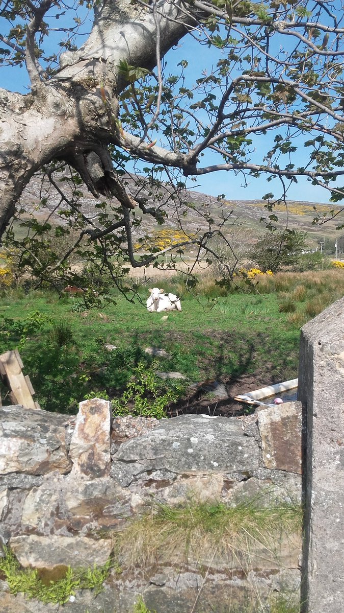 MrMartinToland's tweet photo. #countrylife #grateful https://t.co/8Zq9exW3zO