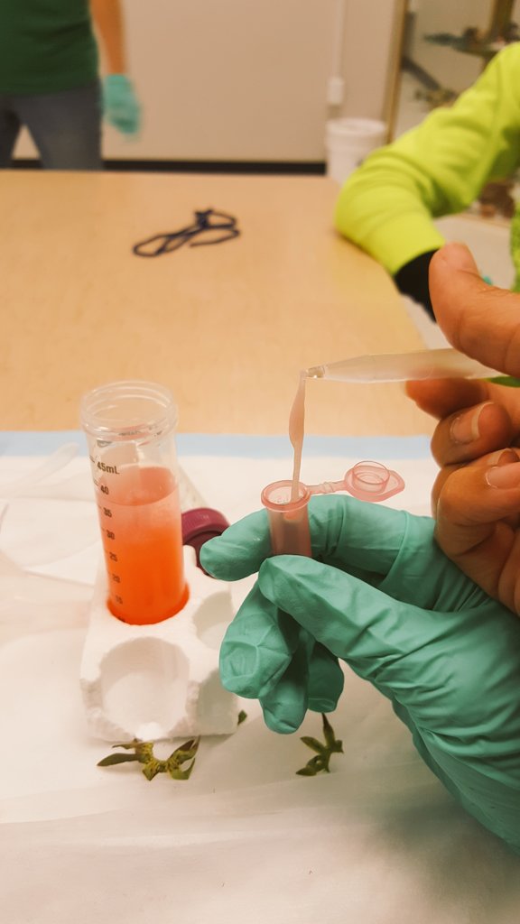 HawkSTEMClub's tweet image. Extracting strawberry DNA with @MonsantoCo #STEMCareers and Connections @HIntermediate