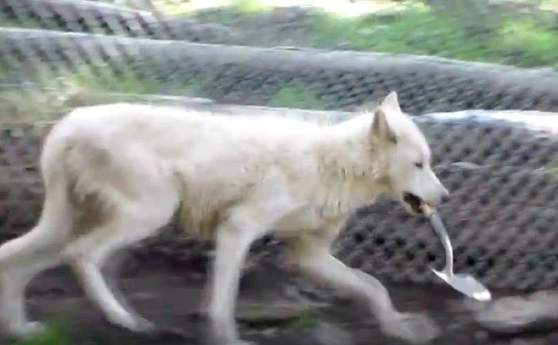 VailDailyDogs's tweet image. She used to be afraid of everything, but now she spends her days pranking her rescuers.
bit.ly/1Wnt1Fg