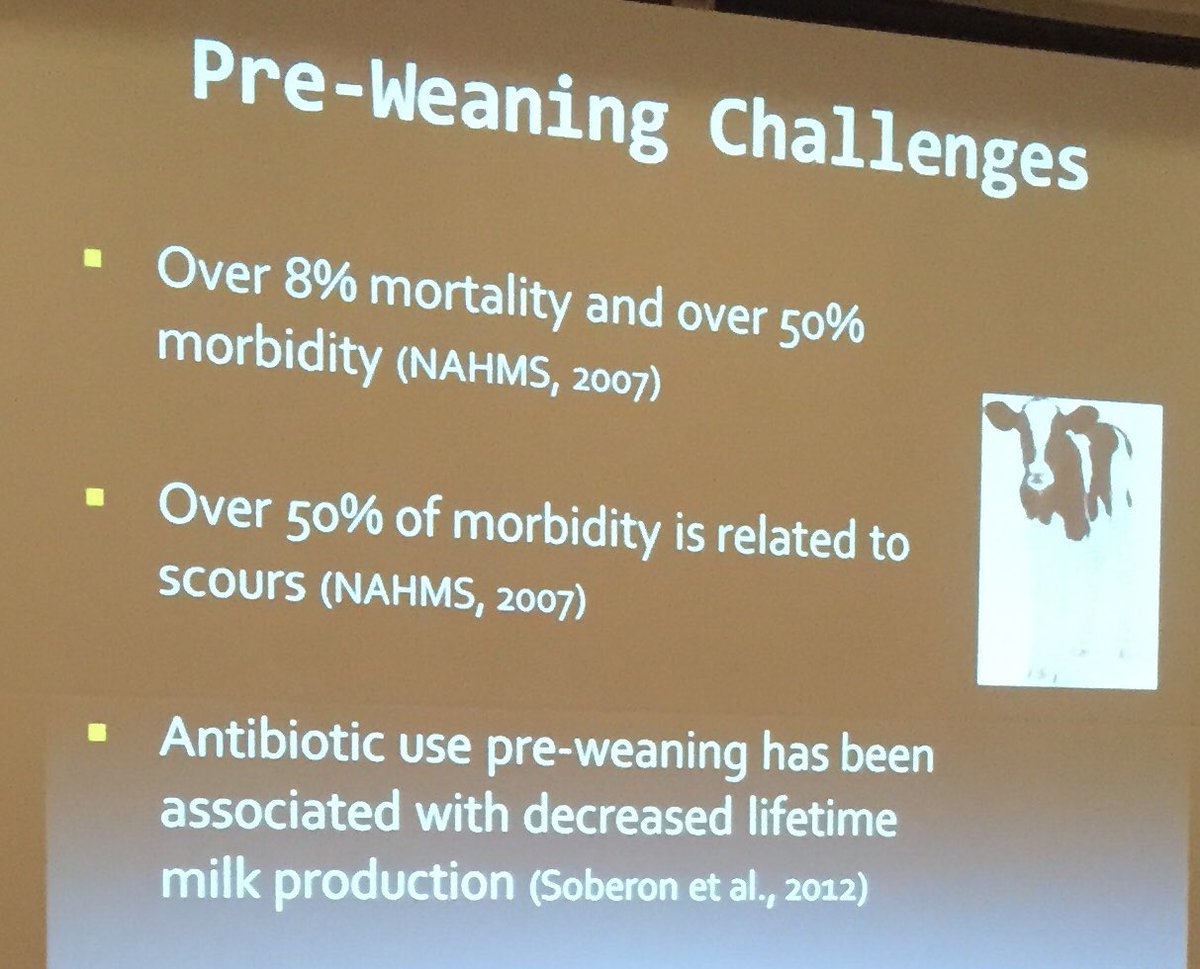 A great slide on pre weaning challenges and the affects on lifetime milk production @MasterfeedsCDN #CalfExperts