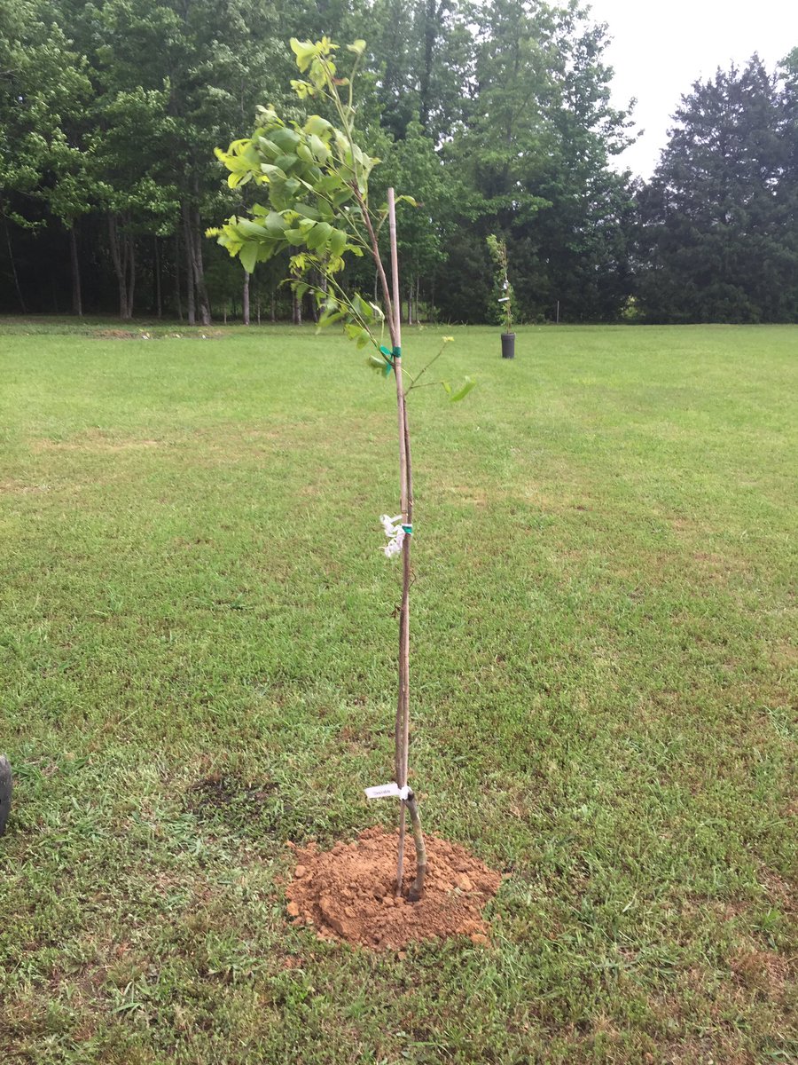 CoachKWatkins's tweet photo. Planting Mandy's Mothers Day gift from Joshua.  Pecan trees, a way to remember her Dad! #pecansheller https://t.co/tKR4YOPmTv