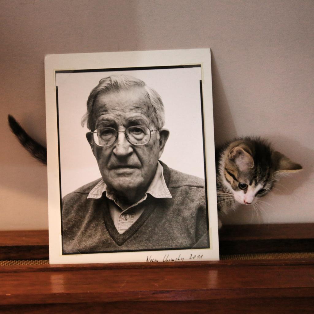 EmbassyCat's tweet photo. Awake and exploring! Apparently this Human wrote Manufacturing Catsent 😹 #chomsky https://t.co/VaHew4yCGB