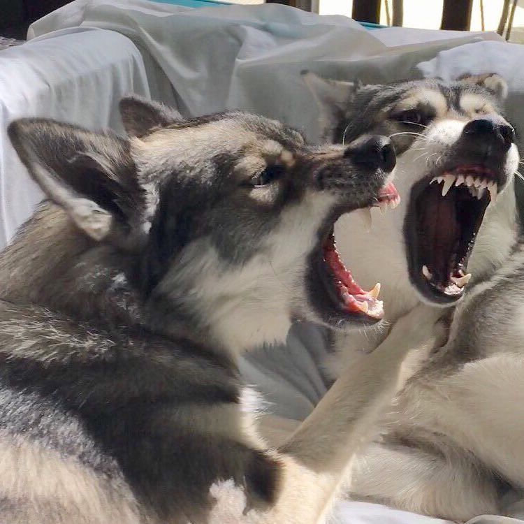 HalcyonTamaskan's tweet photo. Just playin' 
#tamaskan #tamaskandog #teeth #dogplay #lovemydogs https://t.co/uDxgmuJTuy https://t.co/Th9OkXREKK