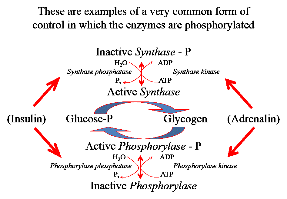 DeriTomos's tweet photo. #bns1004 Glycogen metabolism. A classic metabolic control. Revise enzyme nomenclature &amp; the control cascade concept https://t.co/0d7qkuJr6K
