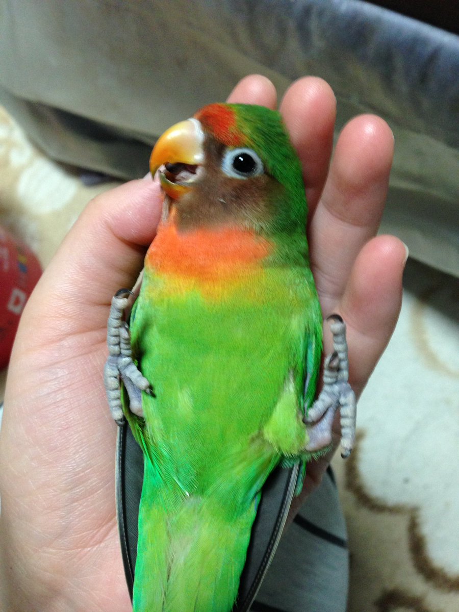 さくら 5月10日から16日まで愛鳥週間 1日目 愛鳥週間 八重桜インコ インコ さくら 5月10日から16日まで愛鳥週間 1日目 愛鳥週間 八重桜インコ インコ
