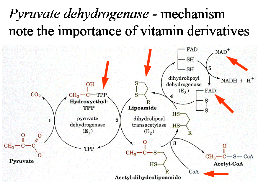 DeriTomos's tweet photo. #bns1004 What are vitamins ? Which ones are involved in pyruvate dehydrogenase activity - a near universal process. https://t.co/UJxGoOY2YN
