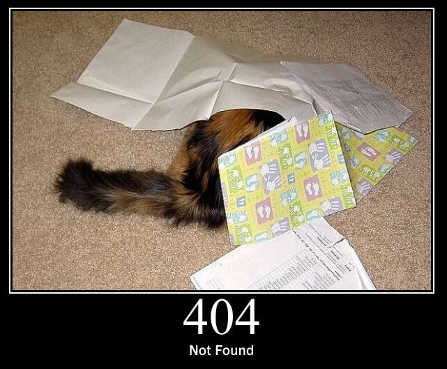 An adorable cat