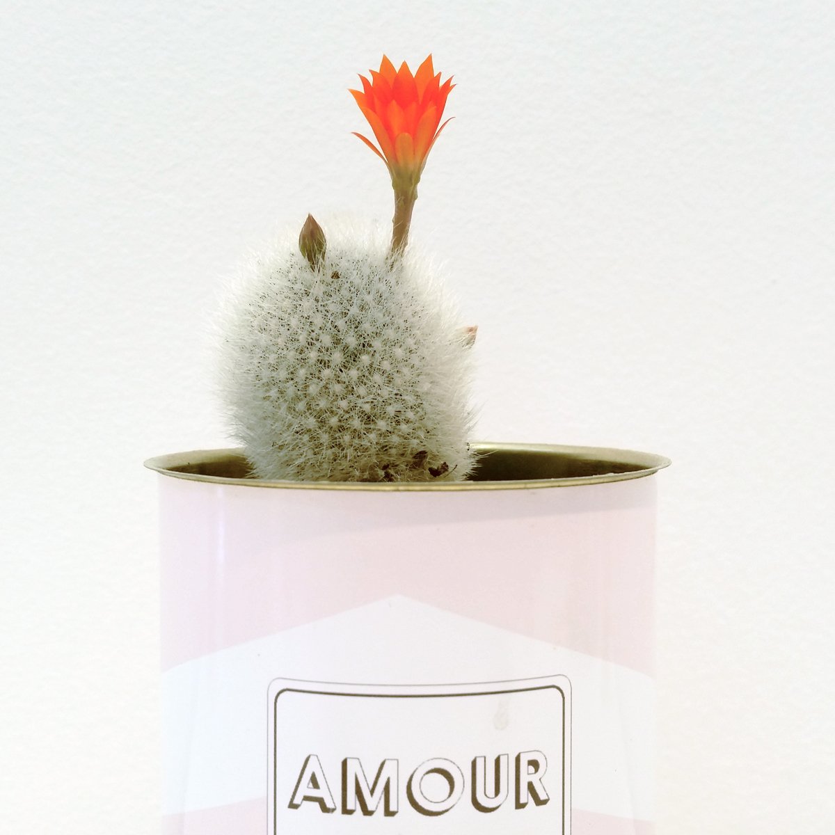 Nos cactus font de belles fleurs ! <a href="/aycactus/">AŸ Cactus</a> 🌵💚🌷

#Cactus #Flowers #Fleur