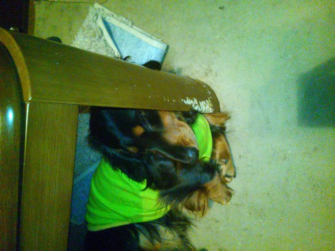 散歩から帰ったタイミングでかかってきた電話が終わって、ふと見たら、足元でものすごい体勢で寝てた&hellip;。首、寝違えますよー？(これから２日後もこの体勢で寝てるのを目撃した) https://t.co/H37<a href="/tag/%E3%83%95%E3%82%B8%E3%83%83%E3%82%AF%E3%82%B9%E7%B3%B8%E3%81%AE%E6%97%A52021"class="tags"><span>#フジックス糸の日2021</span></a><a href="/tag/%E6%81%8B%E3%81%AA%E3%81%AE%E3%81%8B%E3%81%97%E3%82%89"class="tags"><span>#恋なのかしら</span></a><a href="/tag/%E3%82%B7%E3%83%A3%E3%83%83%E3%83%9A%E3%82%B9%E3%83%91%E3%83%B3%E7%BC%B6"class="tags"><span>#シャッペスパン缶</span></a><a href="/tag/%E3%83%95%E3%82%B8%E3%83%83%E3%82%AF%E3%82%B9%E3%81%95%E3%82%93100%E5%91%A8%E5%B9%B4"class="tags"><span>#フジックスさん100周年</span></a>