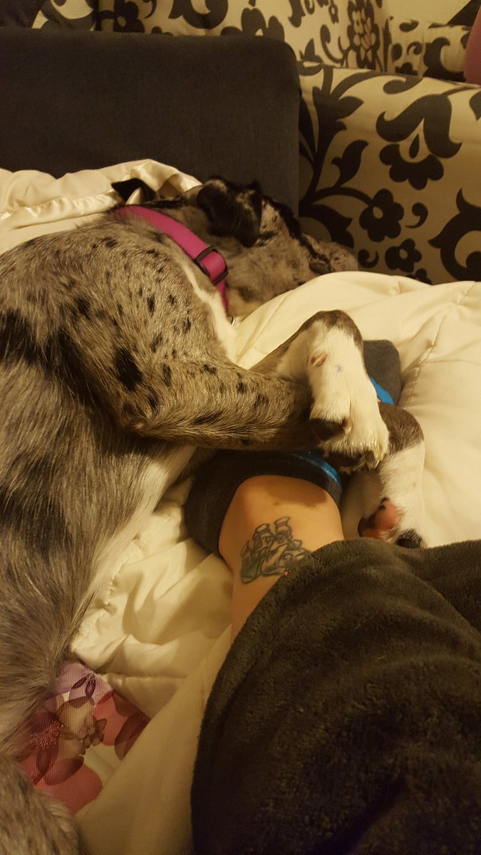 jequav's tweet image. Lazy day with my best friend ❤🐶🐾