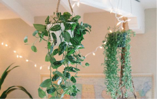 Lovegreen على تويتر 吊るして飾りたい 観葉植物 シラフカズラ の魅力 T Co Lmegl1exda シラフカズラ 吊るし 植物 インテリア グリーン 観葉 ハンギング