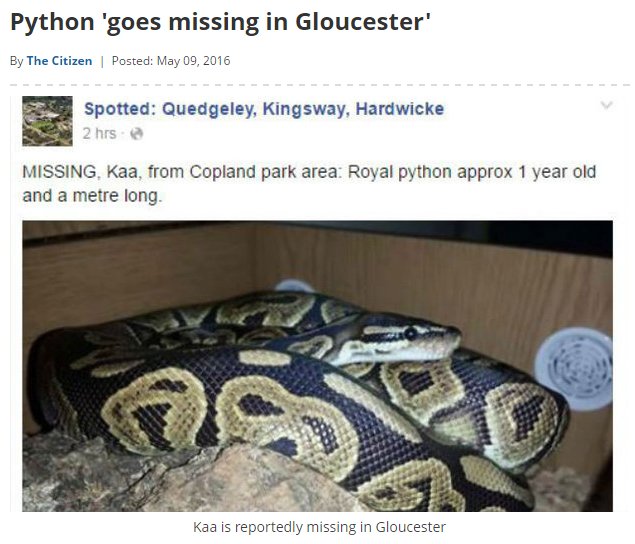CheltProblems's tweet image. It might be Gloucester but it could have slithered up the A40 STAY INDOORS EVERYONE 😱 🐍 #PythonProblems