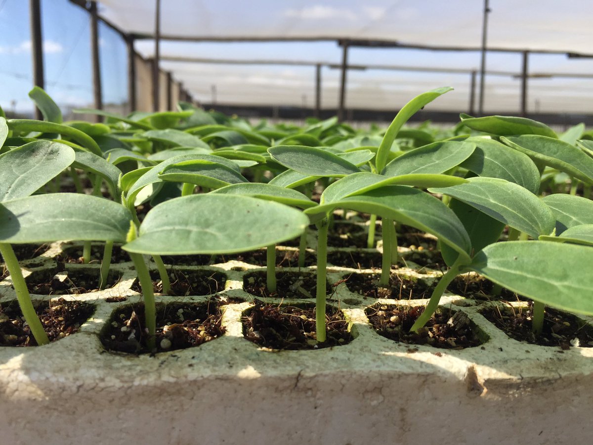 HoekSeedlings's tweet photo. Boreal - #Cucumbers from #RijkZwaan. Top end Cucumbers for Tunnel Production. #Cucurbits #Seedlings #HoekSeedlings https://t.co/DV33kxAhGB