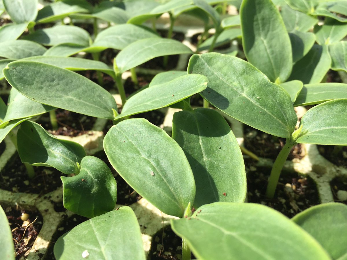 HoekSeedlings's tweet photo. Boreal - #Cucumbers from #RijkZwaan. Top end Cucumbers for Tunnel Production. #Cucurbits #Seedlings #HoekSeedlings https://t.co/DV33kxAhGB