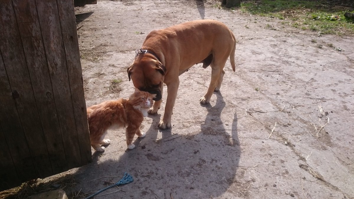 SignatureSlates's tweet photo. two my "dangerous" dogs!!! It's how you treat them not what breed they are #beautifulbullmastiff  #alantobin https://t.co/0L2FhtPCZN