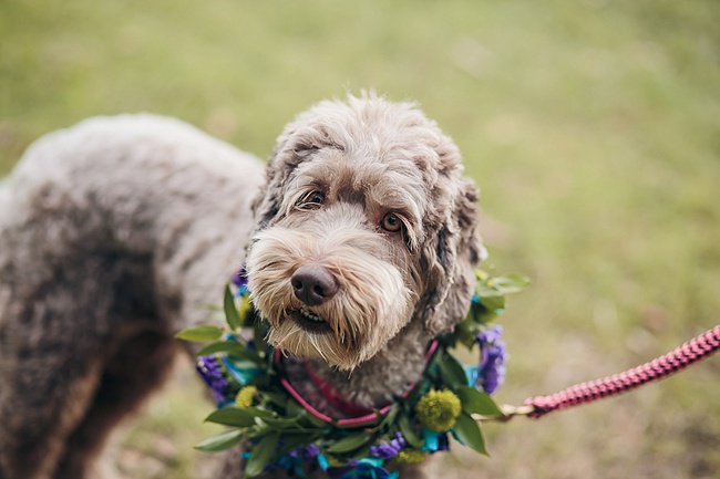 Oh man, we love a pup in a floral collar! <a href="/rbellphoto/">Richard Bell Photog</a> #weddingpups bit.ly/1T3qmdq