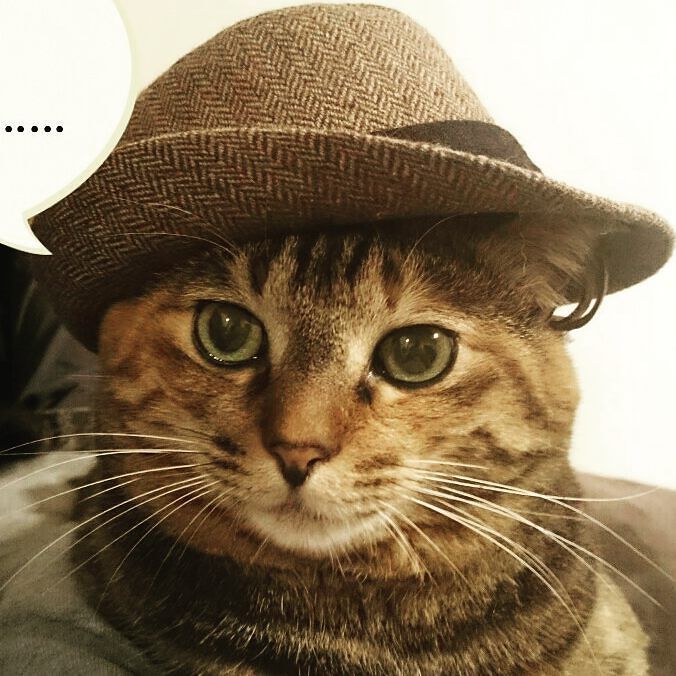 ムギワラ猫同盟 Hashtag V Twitter ムギワラ猫同盟 Hashtag V Twitter