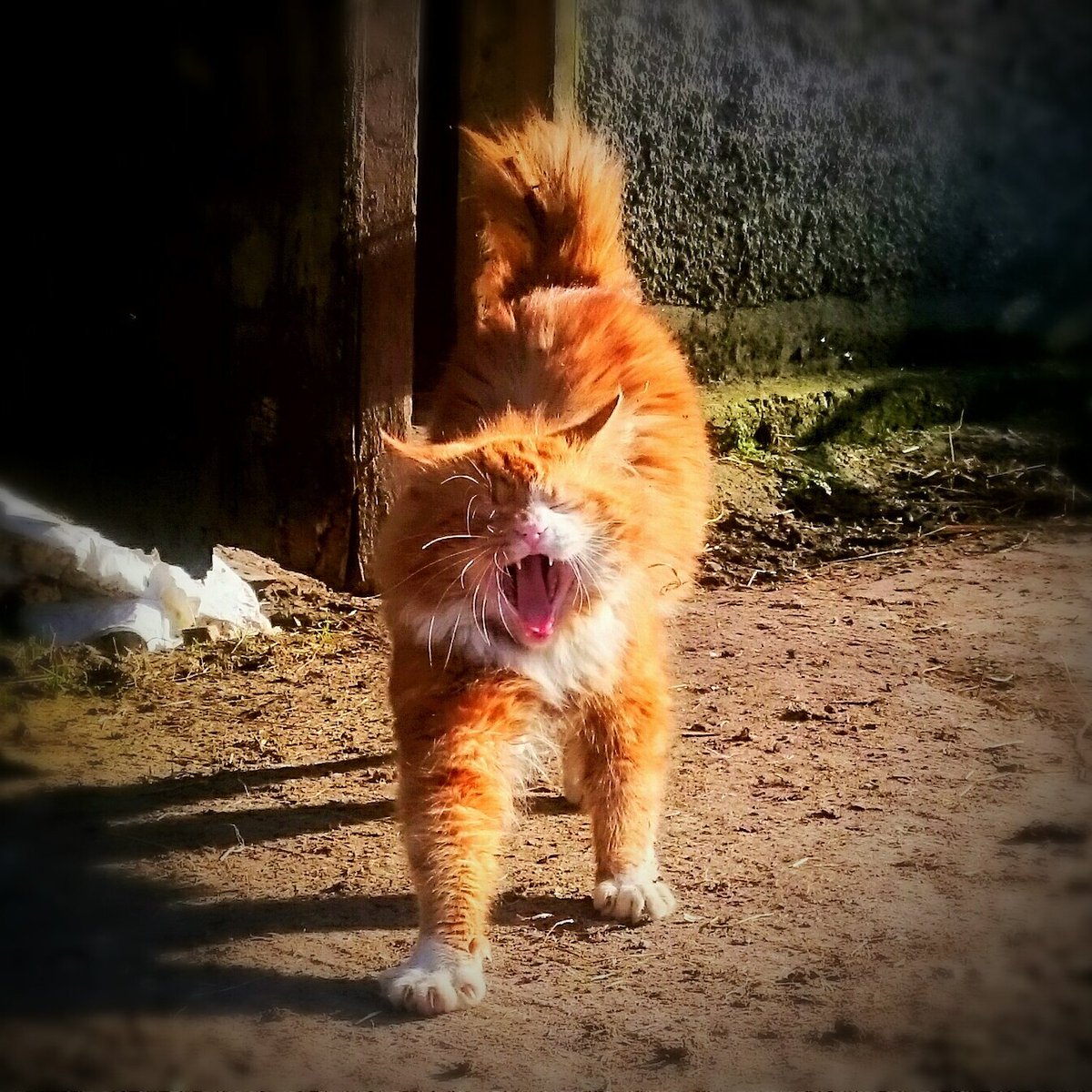 SignatureSlates's tweet photo. Beware!Distant relative to lions & tigers Have been known to murder & kill enjoy playing with victims #AlanTobin https://t.co/YoHYAlC8x1
