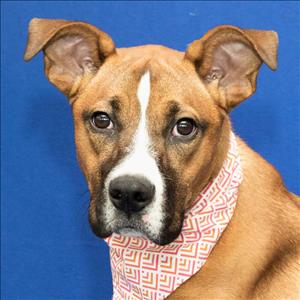 mhumane's tweet photo. Energetic boy Sprocket is ready to jump into your heart! https://t.co/Gimo6n0RaF https://t.co/usRIdqasJ0