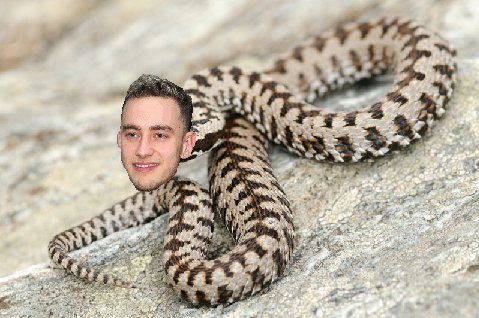 YYAnimals tweet picture