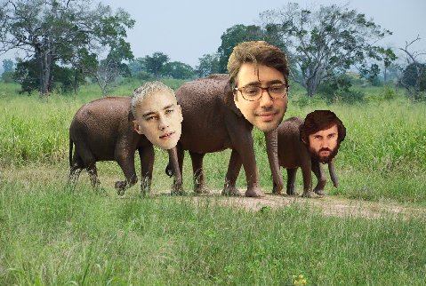 YYAnimals tweet picture