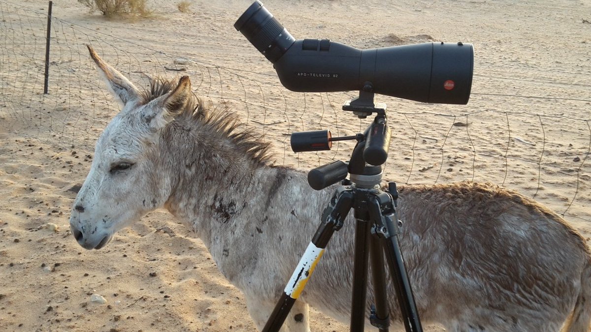 LeicaBirding's tweet photo. Even a Donkey recognizes quality when he sees it. #cotf2016 #Dutchknight #Leica #birding
Photo: Martijn Verdoes https://t.co/ab5oKHsFdW