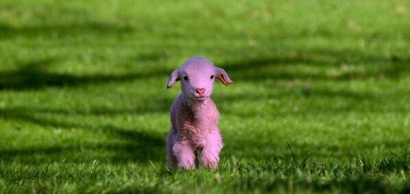 sheeps_fr's tweet image. Bêh tout le monde! Encore une nouvelle dans l'équipe, venez découvrir son lainage ici : buff.ly/21SGKTD