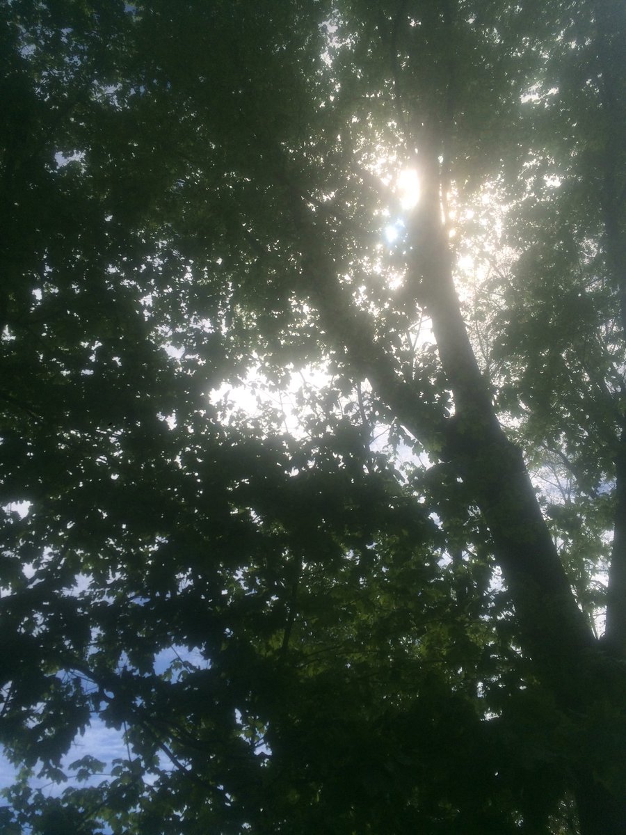 carboncontrol_'s tweet photo. Tree Canopys provide essential shade and regulate climate for animals #ghsapes https://t.co/AflvBTjgnn
