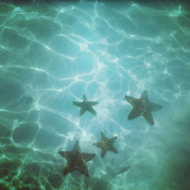 #travel #wanderlust #adventure #sand #sun #swim #starfish #loveallcreatures ift.tt/27aQuwt