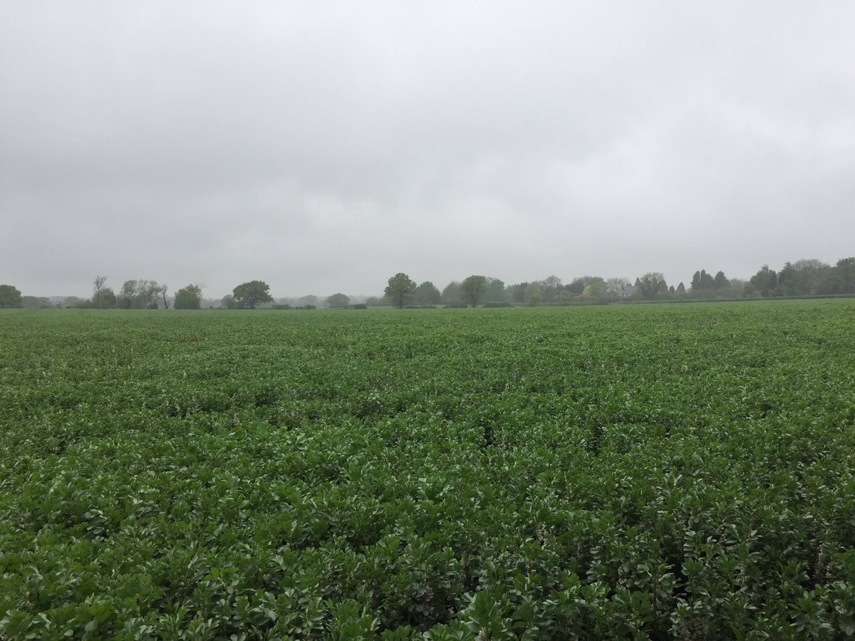 TWBFarms's tweet photo. #zerotill #winterbeans only inputs so far 3L glypho to kill cover crop and some farm saved seed #cheapfarming ! https://t.co/7MgPakY5aV