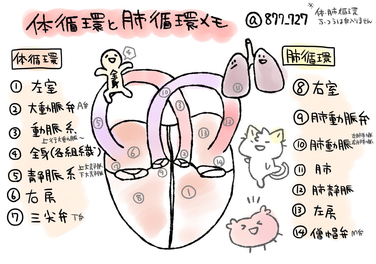 看護師のかげさん イラスト看護帖書籍化 En Twitter 体循環 肺循環めも 改訂版 肺静脈では動脈血が流れる 動脈血は酸素が多い血のことだけれど 心臓から出る血管を動脈というので静脈なのに動脈血が流れるというややこしいことになっている 直しました書き