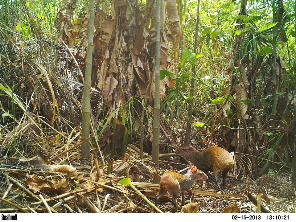RupWildlife's tweet photo. A female Red-rumped Agouti, seed disperser extraordinaire, with her pup on a camera trap in the Kanuku Mountains... https://t.co/Pyjcw9fxZm