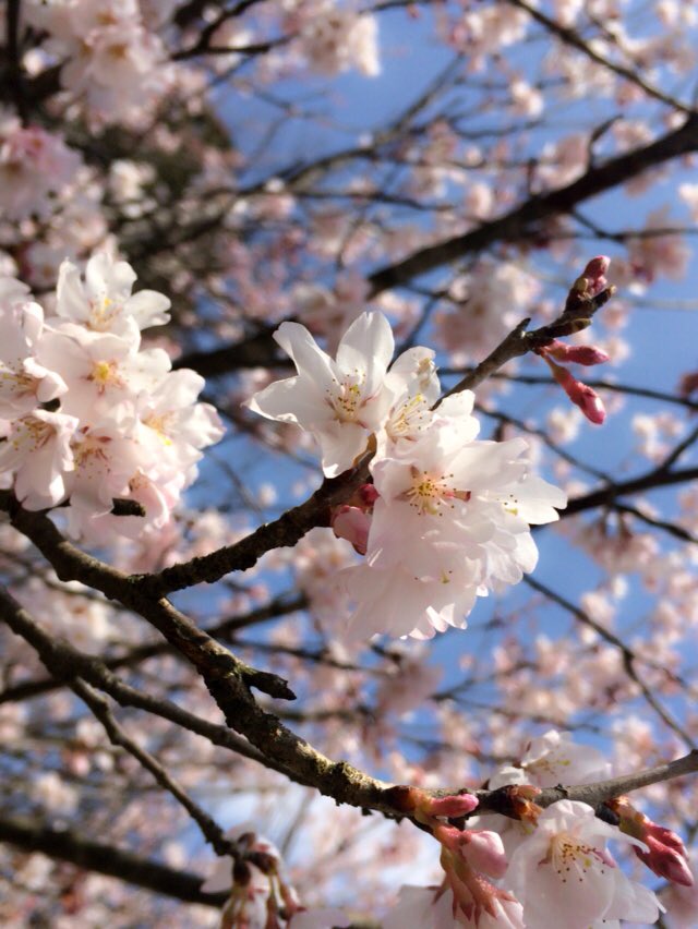 pii_2525i's tweet photo. 春の、花さんたち
ピンクと白と時々黄色

#PENTAX #カメラ女子 
#photograph 
#写真好きな人と繋がりたい 
#写真撮ってる人と繋がりたい
#カメラ好きな人と繋がりたい
#ファインダー越しの私の世界 https://t.co/RPr9euJKHy