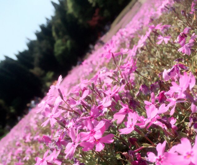 pii_2525i's tweet photo. 春の、花さんたち
ピンクと白と時々黄色

#PENTAX #カメラ女子 
#photograph 
#写真好きな人と繋がりたい 
#写真撮ってる人と繋がりたい
#カメラ好きな人と繋がりたい
#ファインダー越しの私の世界 https://t.co/RPr9euJKHy