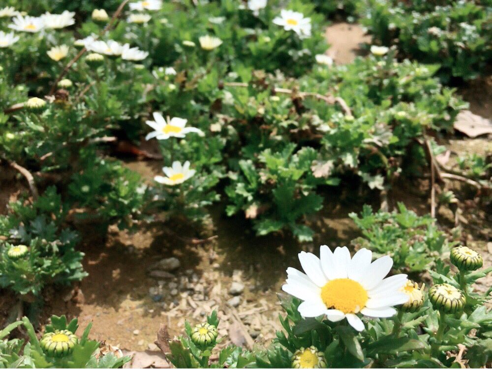 pii_2525i's tweet photo. 春の、花さんたち
ピンクと白と時々黄色

#PENTAX #カメラ女子 
#photograph 
#写真好きな人と繋がりたい 
#写真撮ってる人と繋がりたい
#カメラ好きな人と繋がりたい
#ファインダー越しの私の世界 https://t.co/RPr9euJKHy