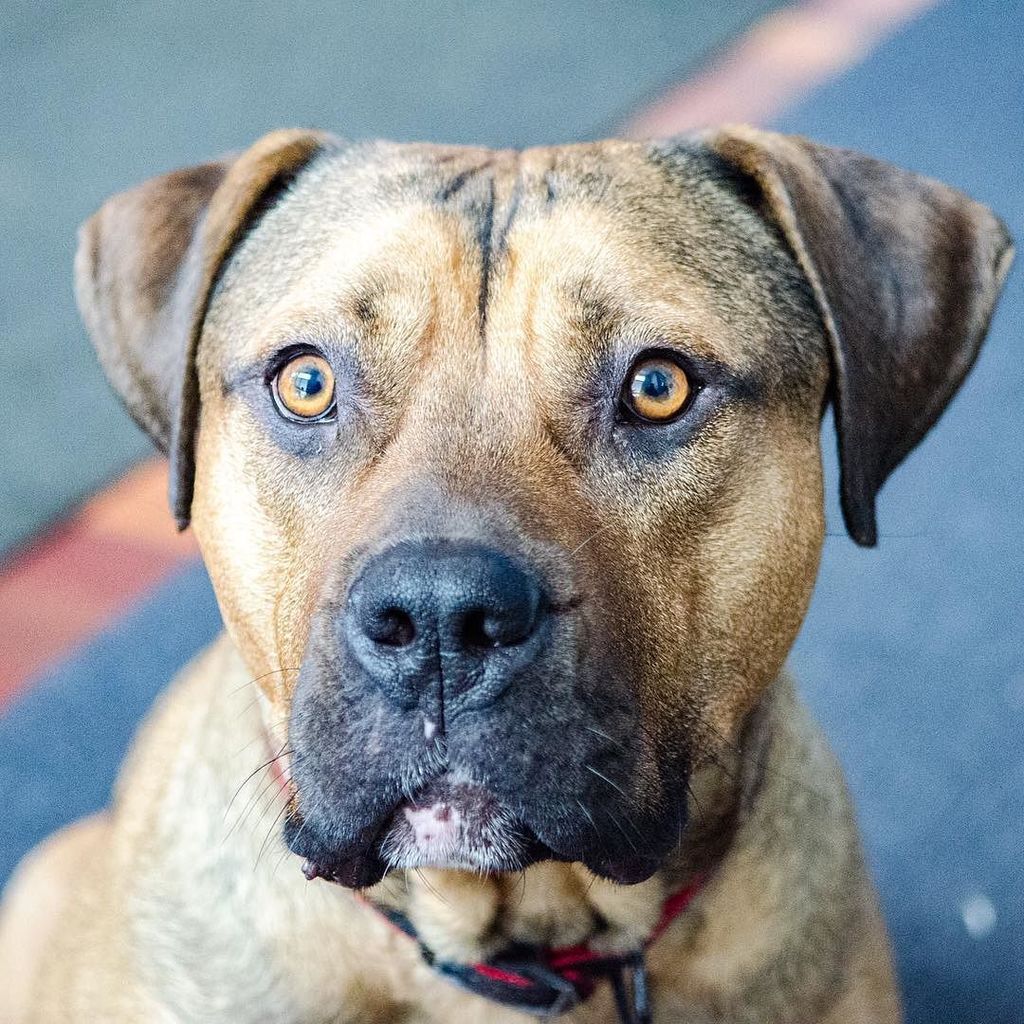 thejoshhoward's tweet image. There's a Bear in the office @blueyeofficial #dog #officedog #beardog @beckyjax is petting… ift.tt/1WlUZ3D
