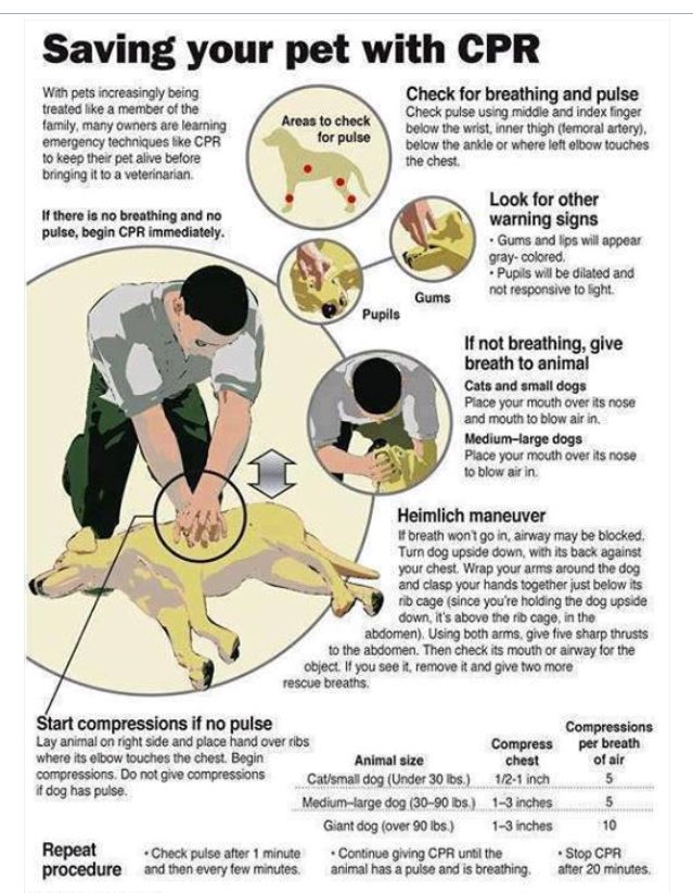 33233423hq26's tweet photo. #saveyourpet #cpr https://t.co/zzLkoCzsB8