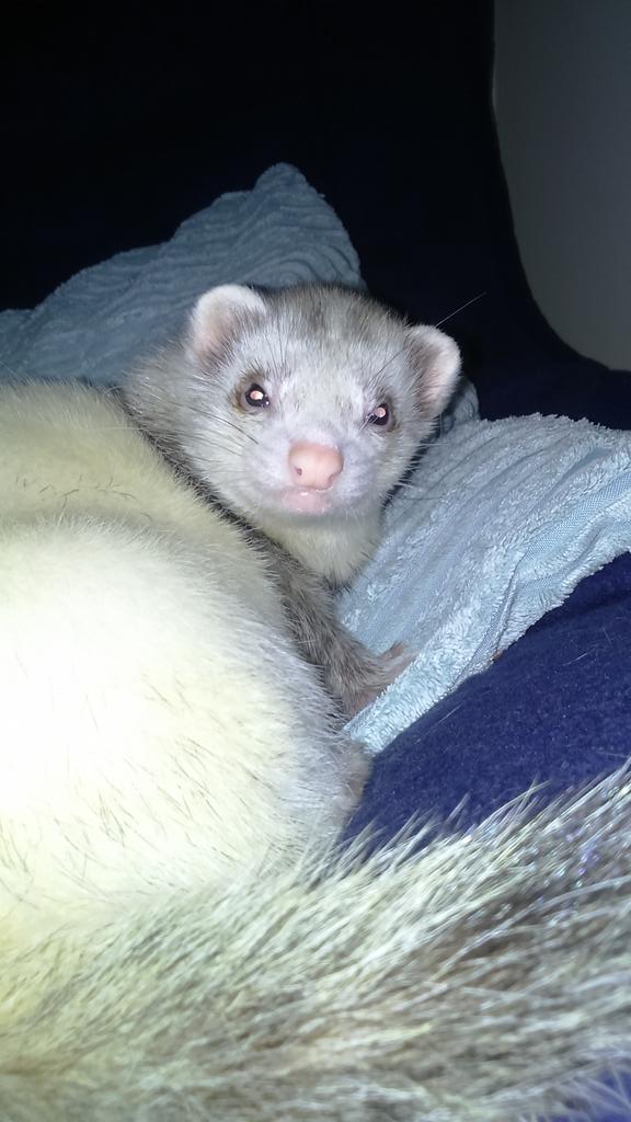 whitetimer7's tweet photo. Pilgrim relaxing while other two are playing #nothingnewthere! #cuteinthemorning #ferrets https://t.co/8tsv5zVrDh