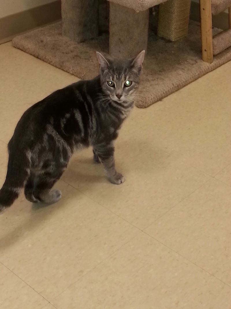 300_Felines's tweet photo. Chumley was found trapped under a pop machine outside of a pawn shop so he's been named accordingly :) https://t.co/4RSUUidoUM