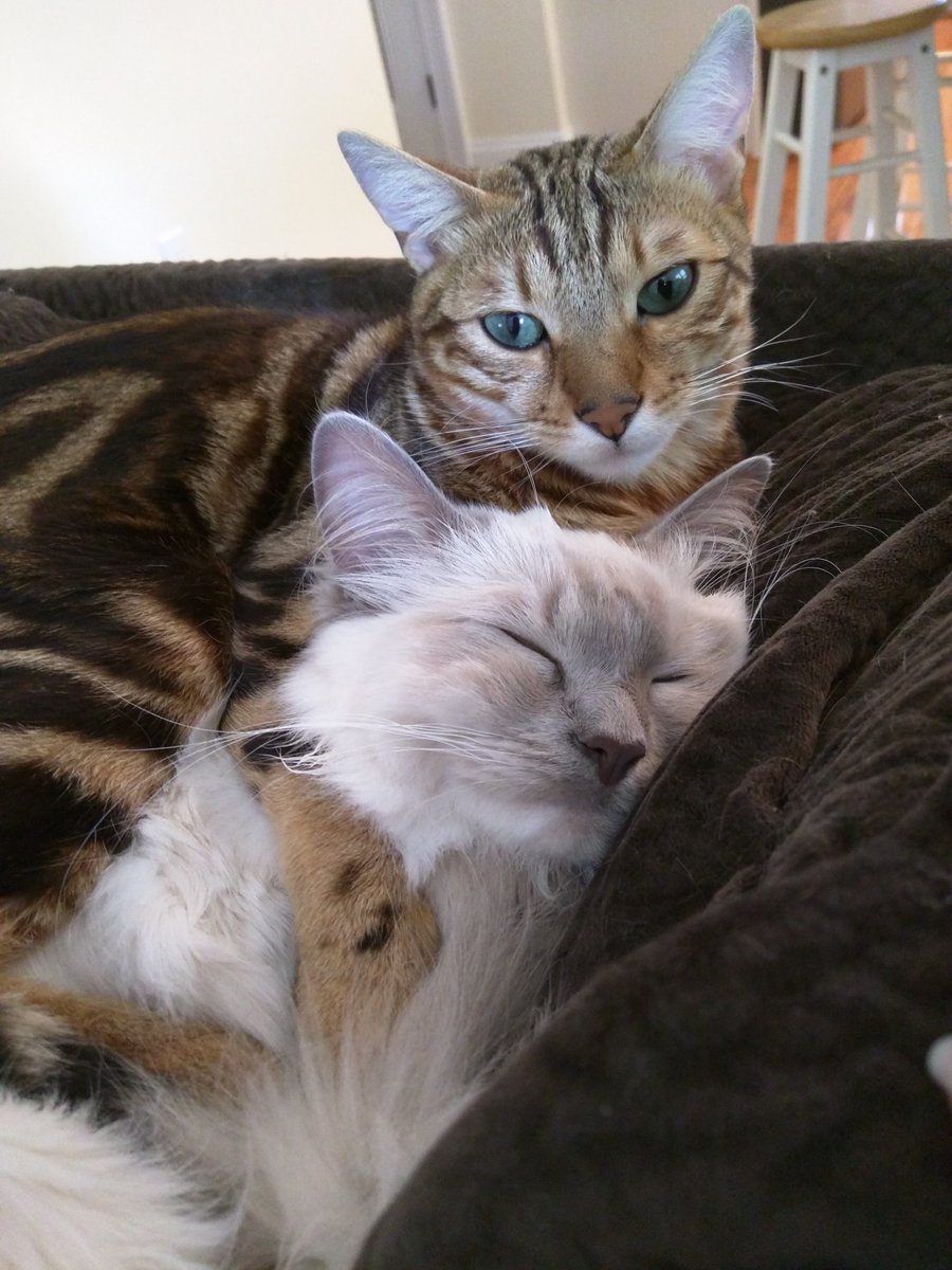 mellowxcat's tweet photo. https://t.co/Sq6BaECTTK