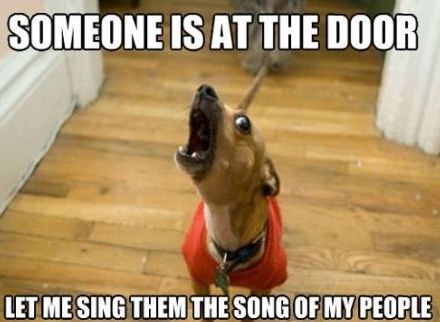 Happy Tuesday! 

#lovedogs
#weeniedogs
#tuesday
#dogs
#tuesdaymotivation