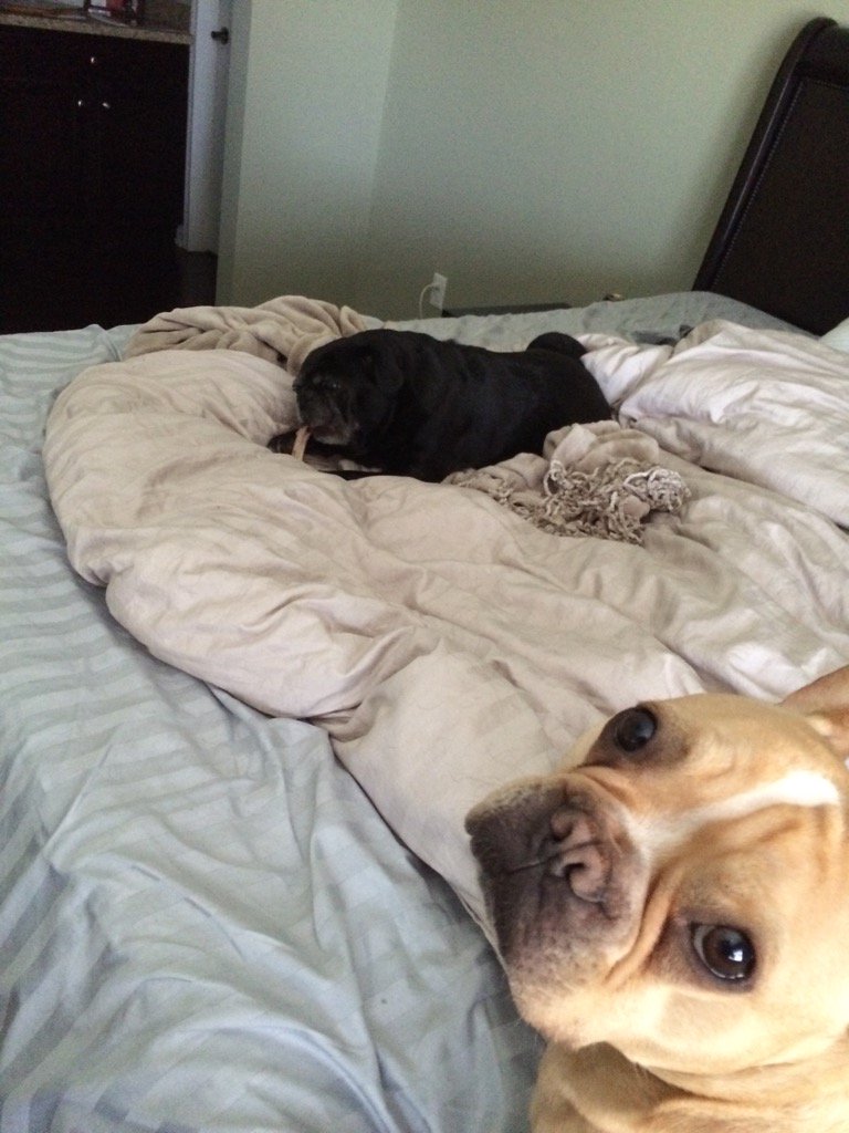 frenchiezeus27's tweet image. Please, do something. He's chewing on my bone #frenchieproblems