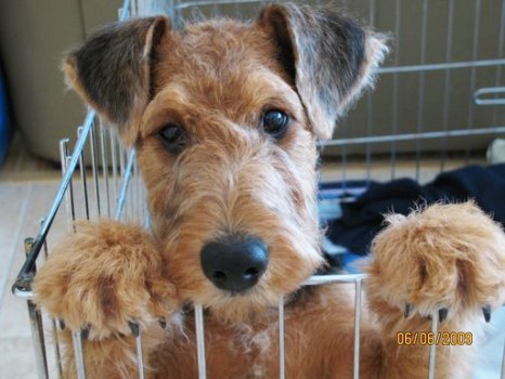 ModernDogMag tweet picture