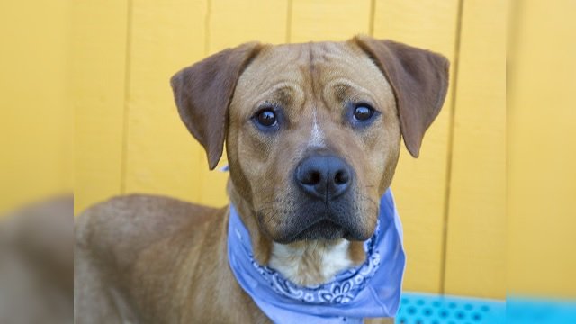 WKRN's tweet photo. Metro Animal Control urges adoptions as it surpasses capacity https://t.co/zrgbBugMgR https://t.co/ildshyCzAn