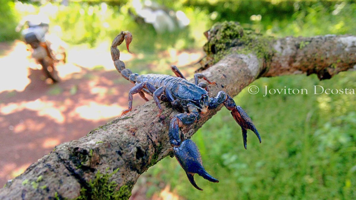 indian black scorpion- Photography using Nokia N8 Mobile . Plz support my project -ketto.org//WildlifeGoa Ret-witt