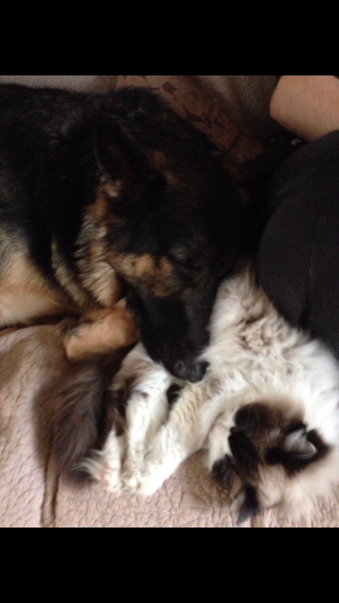 LyndseyCook87's tweet photo. @loveashbourne #AlanTobin dangerous dog number 7, also known as Lenny, cuddling one of his cats... Really dangerous https://t.co/44DbLn20eC