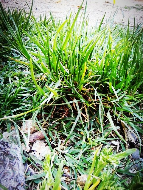 marrysiya6's tweet photo. #beautiful #green#grass https://t.co/FNGg4nDwhK