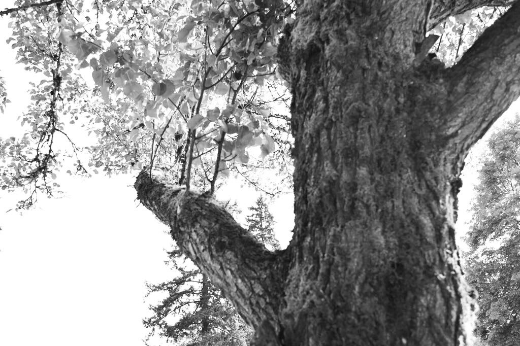 CautiousLB's tweet image. Grow