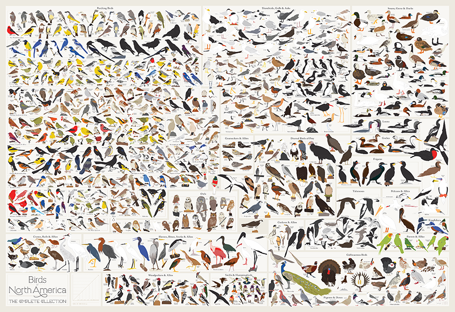 thisiscolossal's tweet photo. New in the Colossal Shop: The Birds of North America print featuring 740 feathered friends. https://t.co/DcO1Ffpgsh https://t.co/b50GNaJqCC